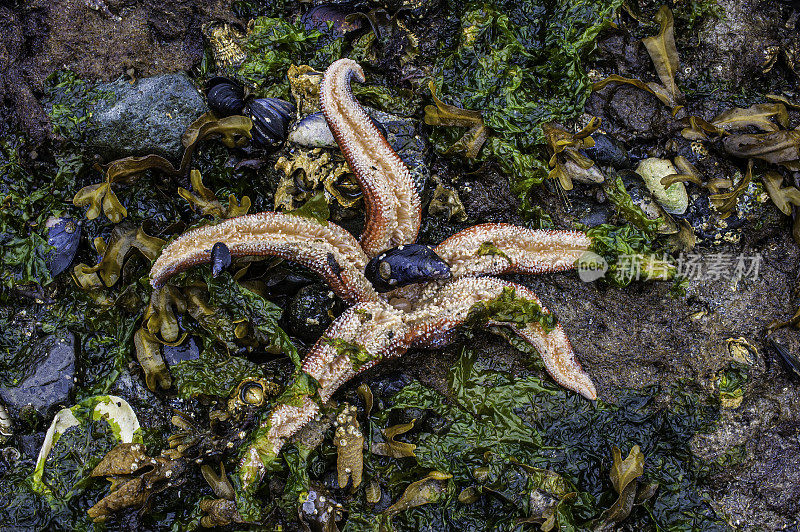 斑点星，Evasterias troschelii，兄弟岛，阿拉斯加。口侧显示胃和管足。阿拉斯加弗雷德里克湾的兄弟岛。管槽。